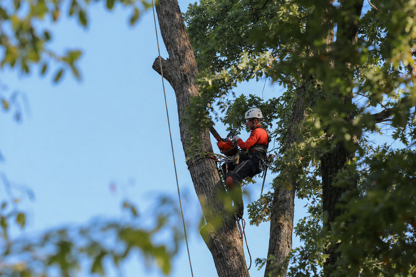 Tree removal in Napa, CA